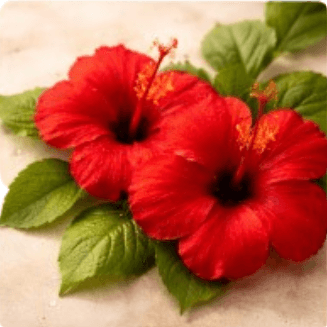 Hibiscus used in the RUVS Naturals hibiscus hair oil formula